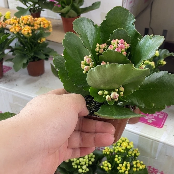 大部分花苞少量开放3盆，3个紫鸳
