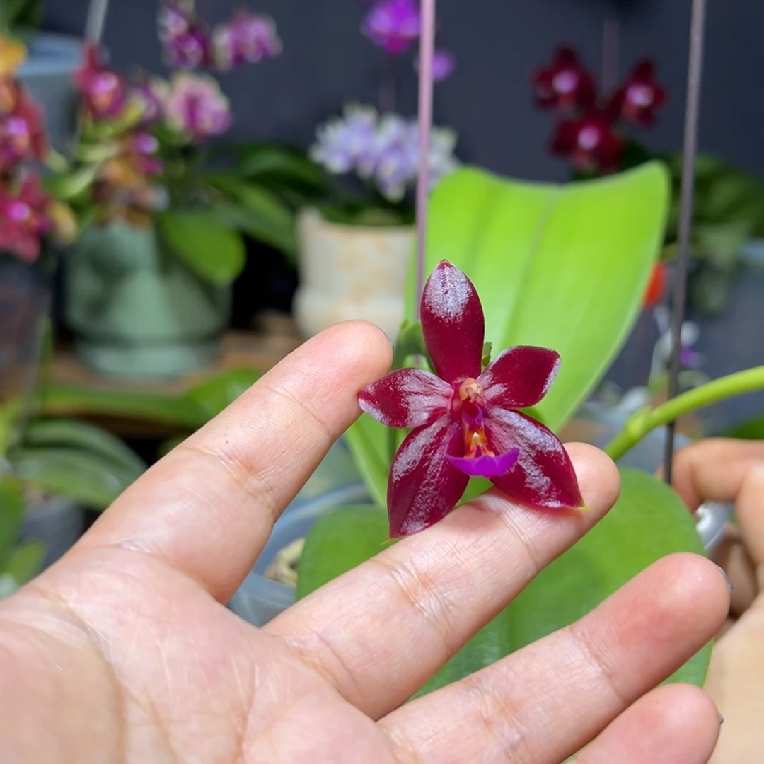 大部分开放少量花苞