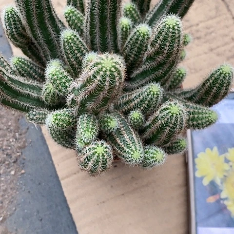 普拉白糖白糖245678