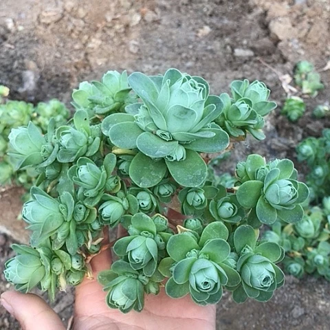 小**?山地玫瑰一棵多肉5
