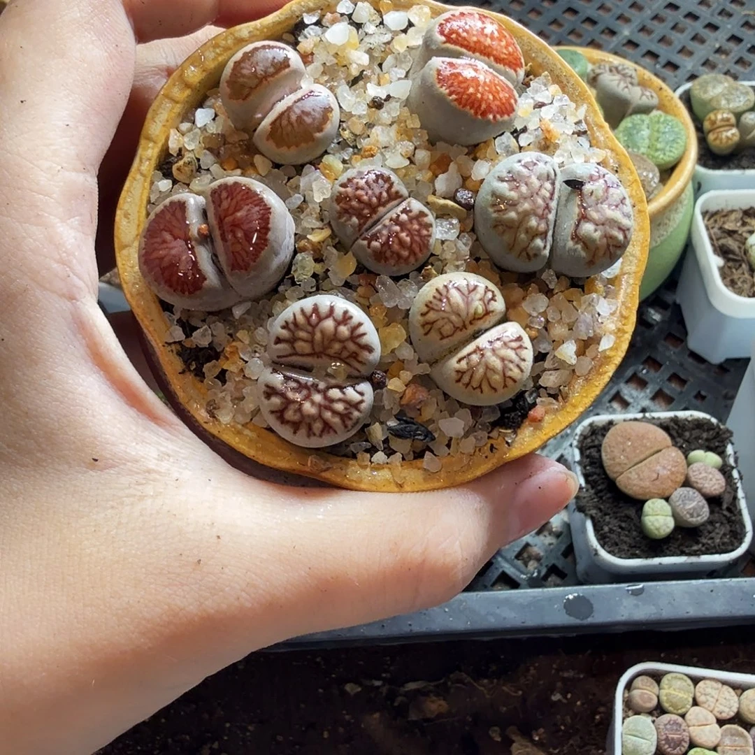 *****多肉植物的生长发育195