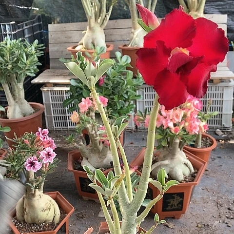 【闪购商品】浪*绿植