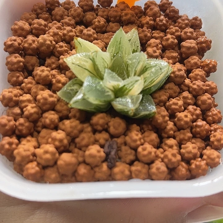 十二卷多肉植物冰啥糖锦