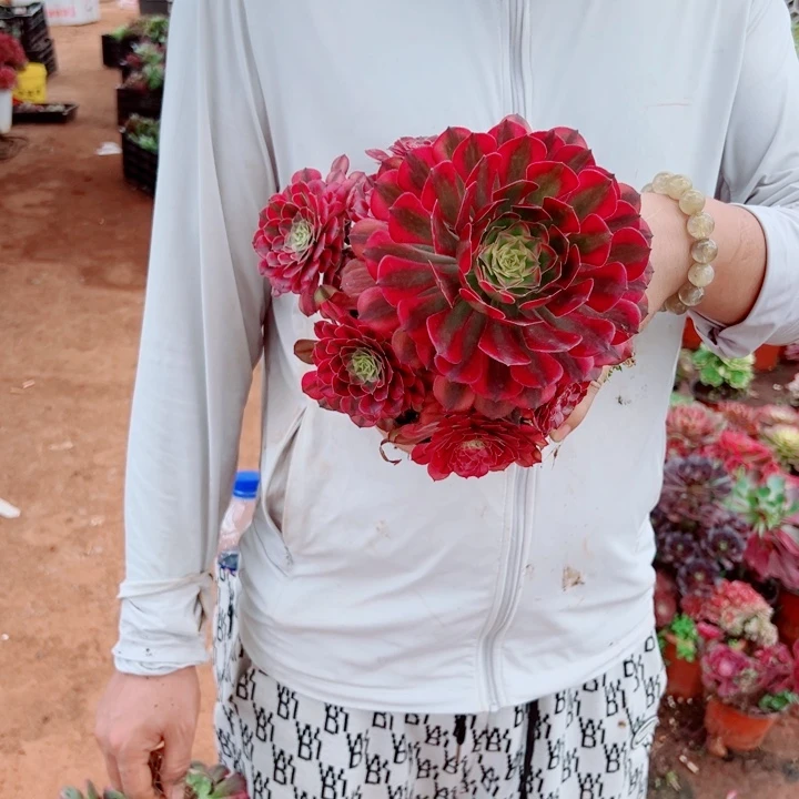 小颗祝融多肉法师