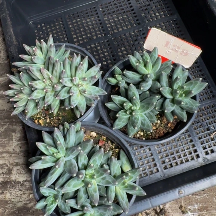 129多肉植物一物一拍