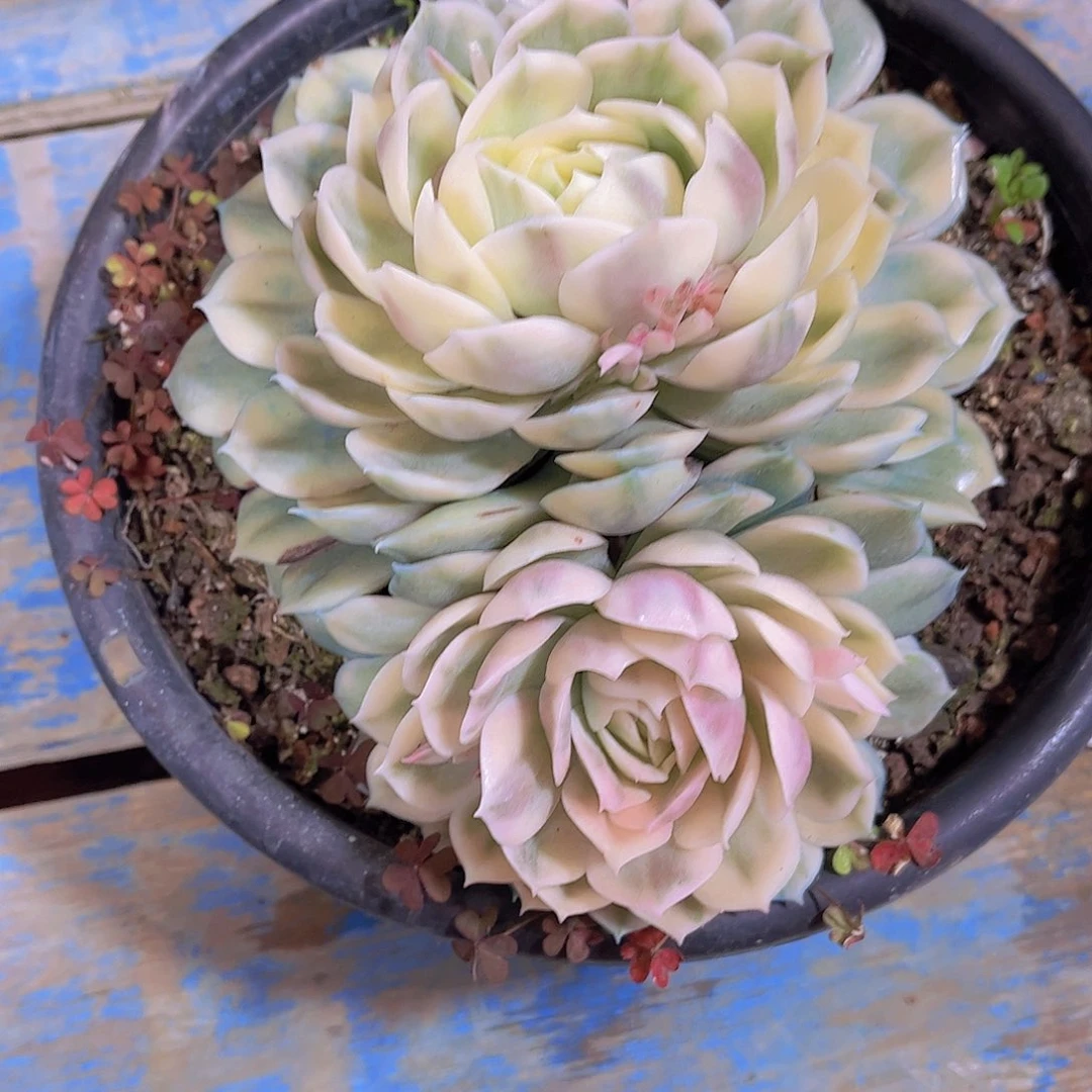 白*多肉植物保护研究所