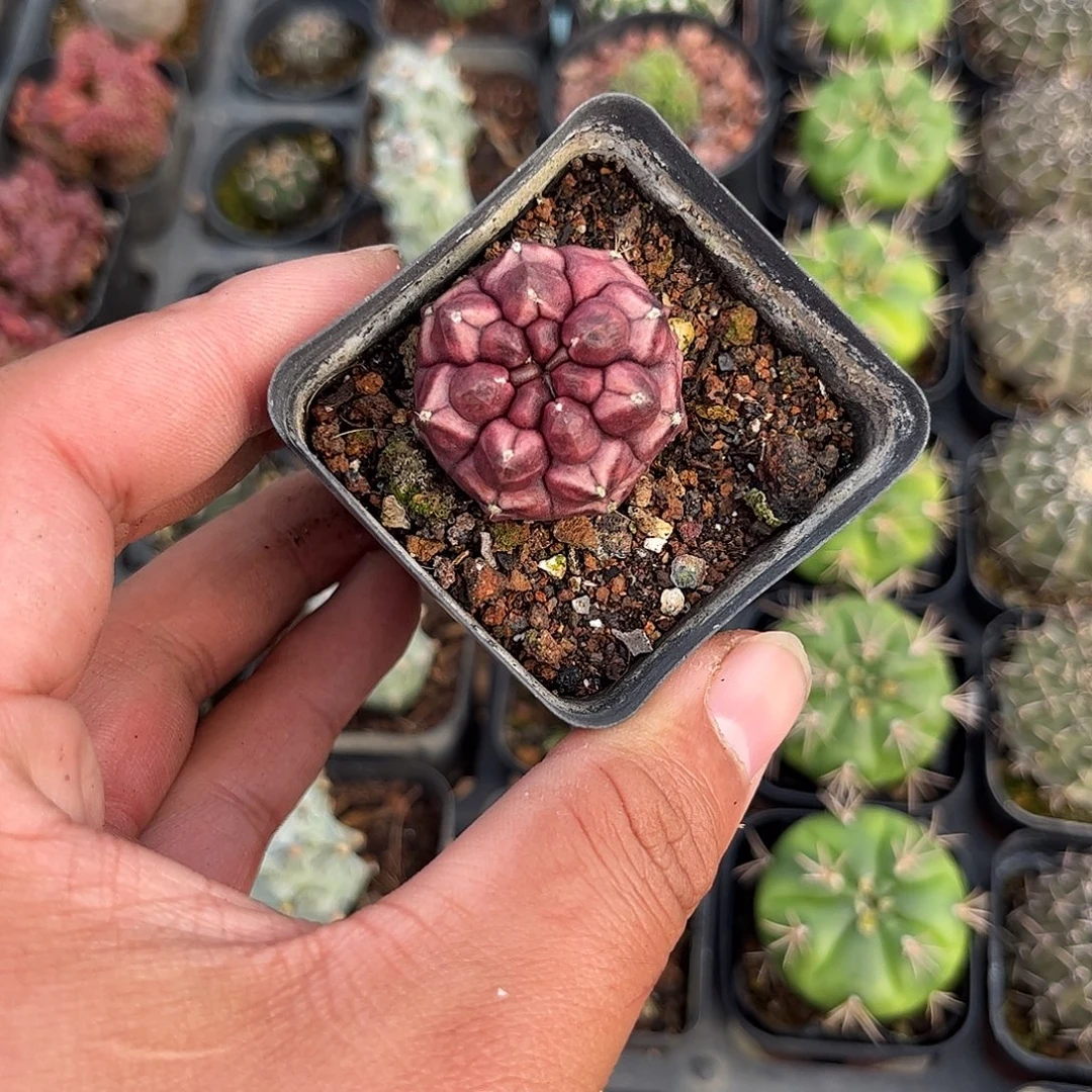 梦想单头发货单头发