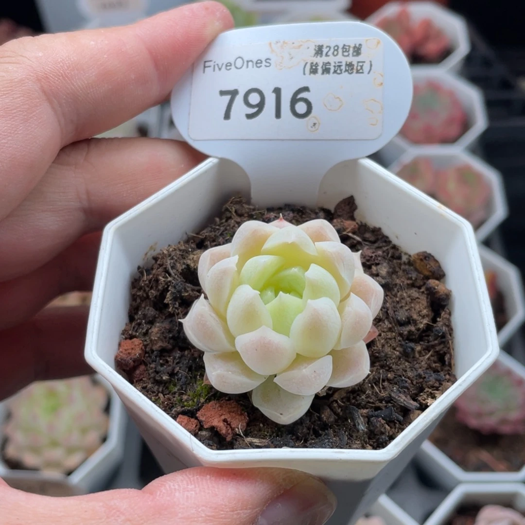 白月影7916-3.5厘米