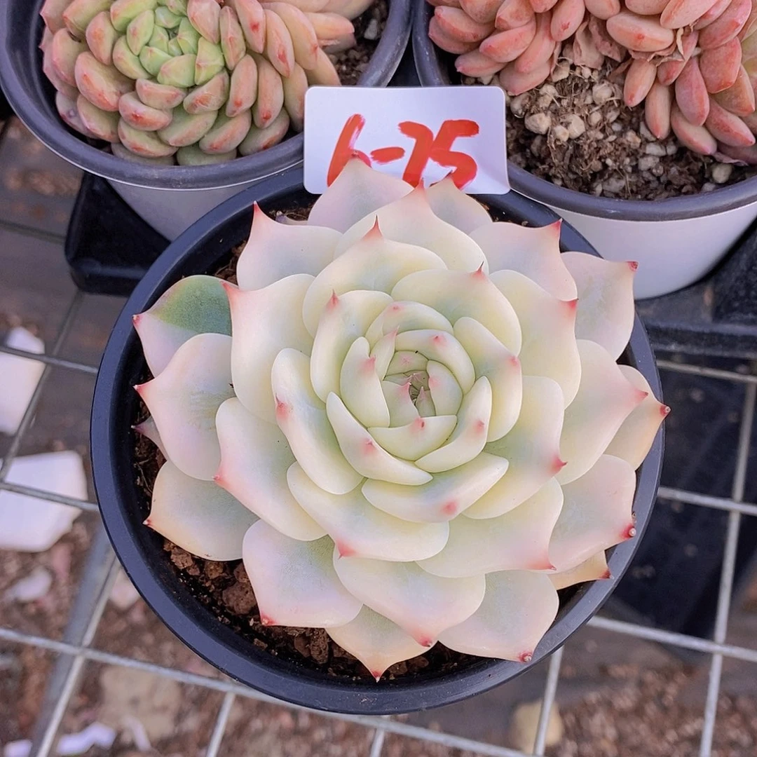 6-75 吉娃娃锦一物一拍