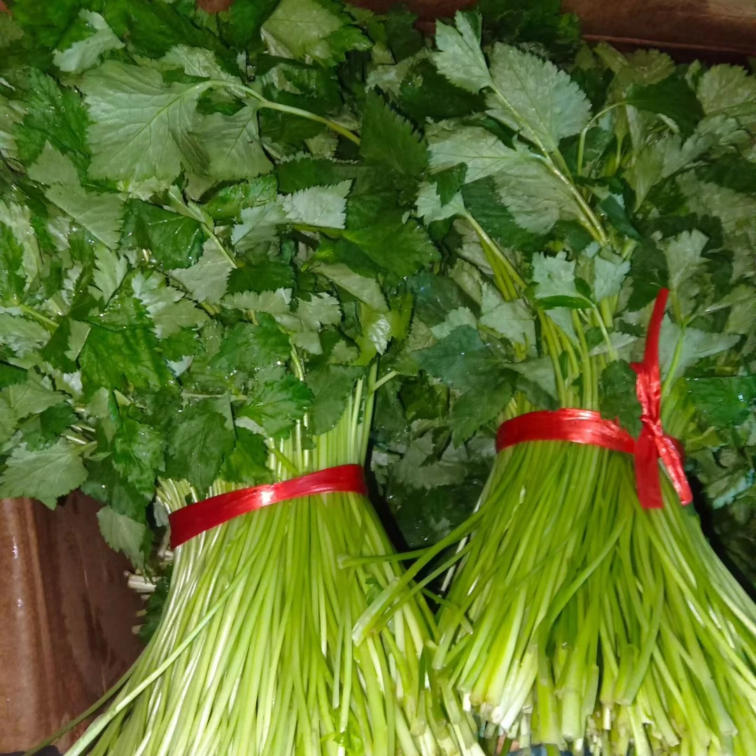 大叶芹冬天培植包饺子炒肉凉拌现采现摘现发包邮