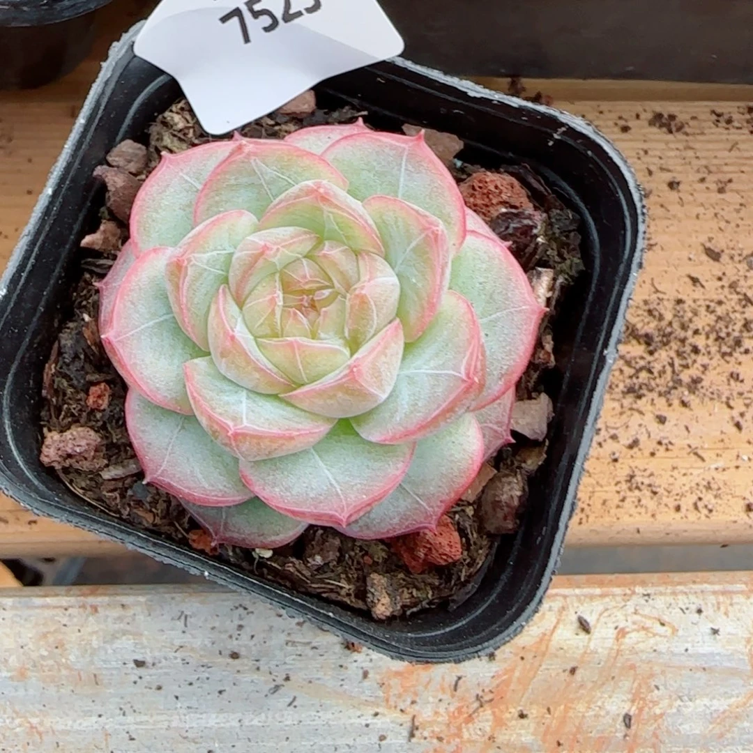 紫罗兰仙子，7523多肉植物