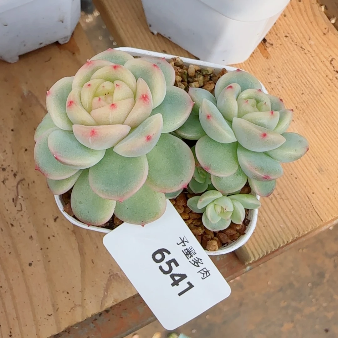 美***芽竹月珍妮，6541多肉植物