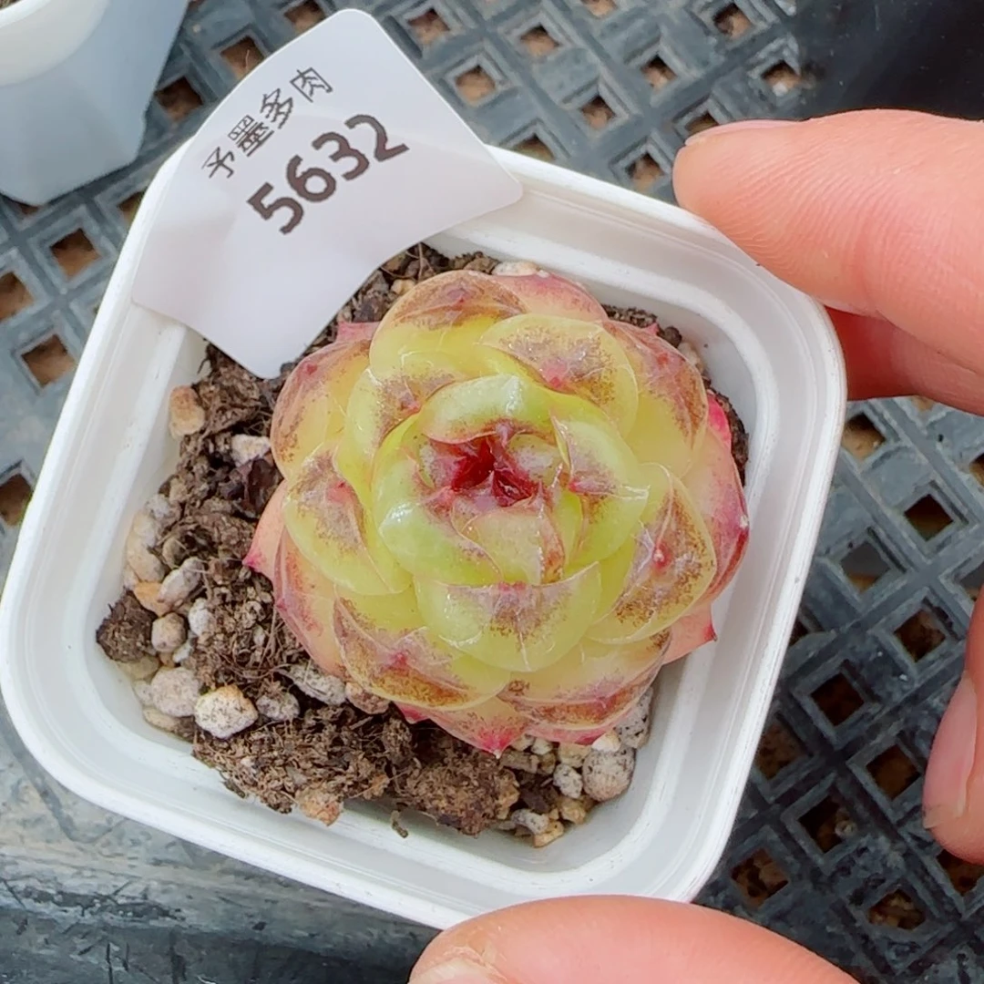 幽灵公主，5632多肉植物