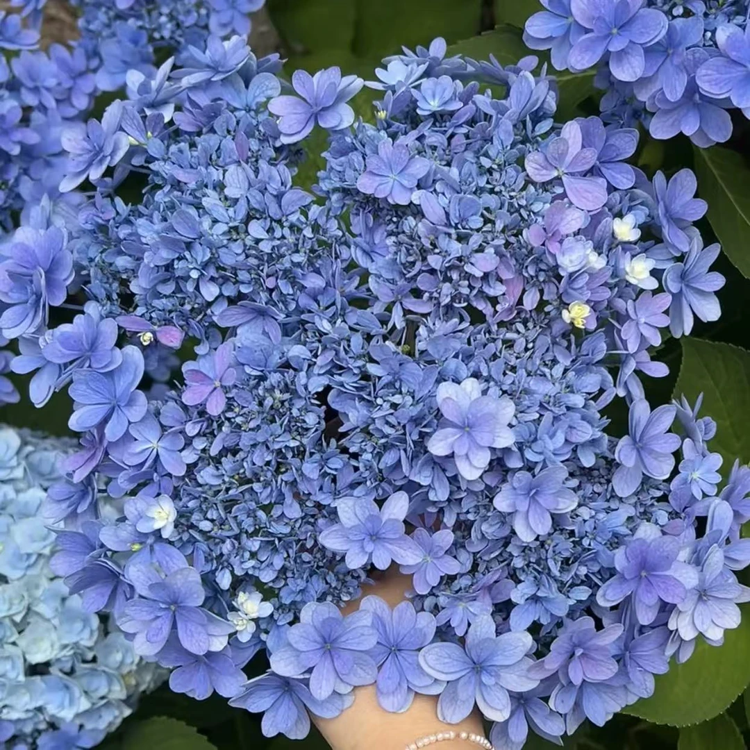 佳澄绣球花重瓣盆栽庭院阳台花卉植物喜水易养护