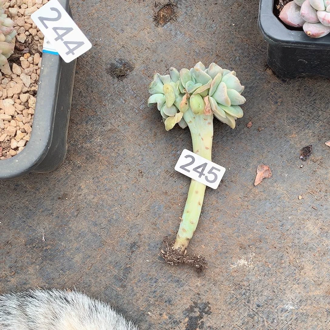 245可爱玫瑰 一物一拍多肉