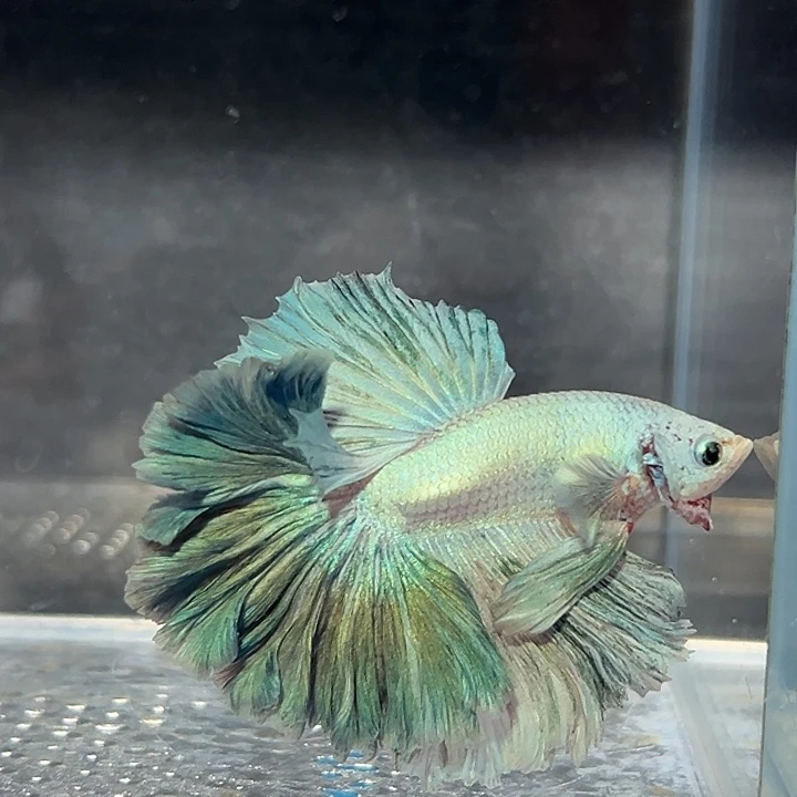 斗鱼43号超厚绿色花瓣