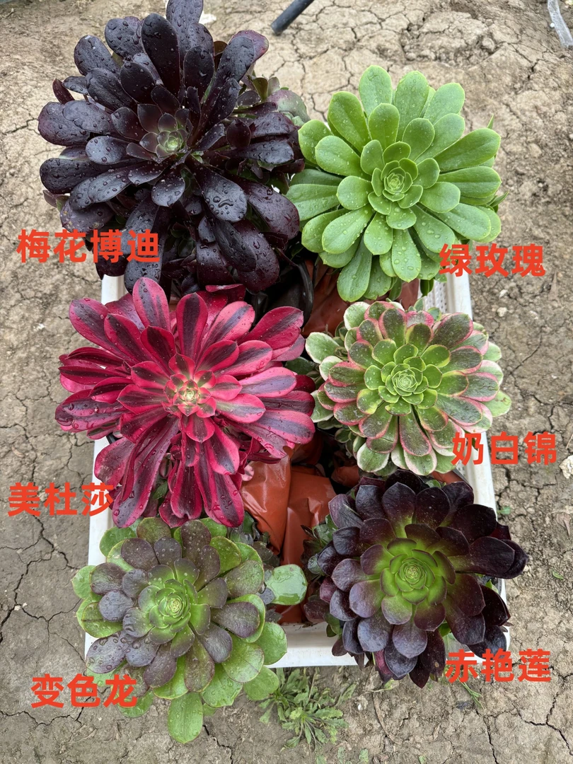 6颗法师套餐组合好养懒人多肉植物叶展15厘米