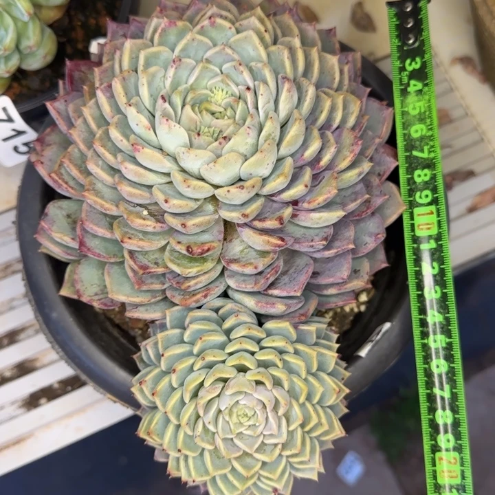 青***诺沙罗姬397 多肉植物一物一拍