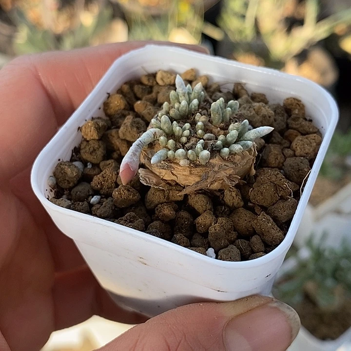 814韧锦带盆一一一一一一一