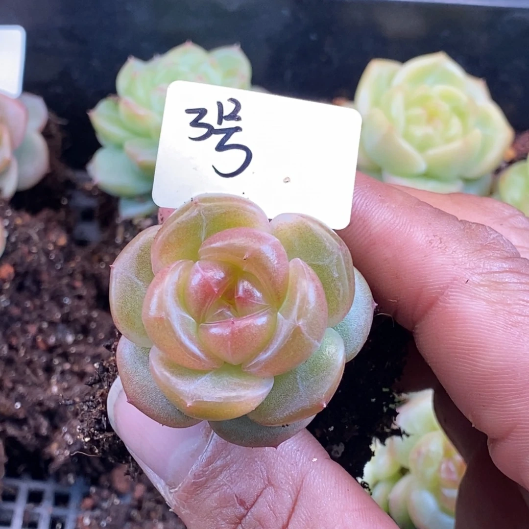 天官赐福百无禁忌双十二福利