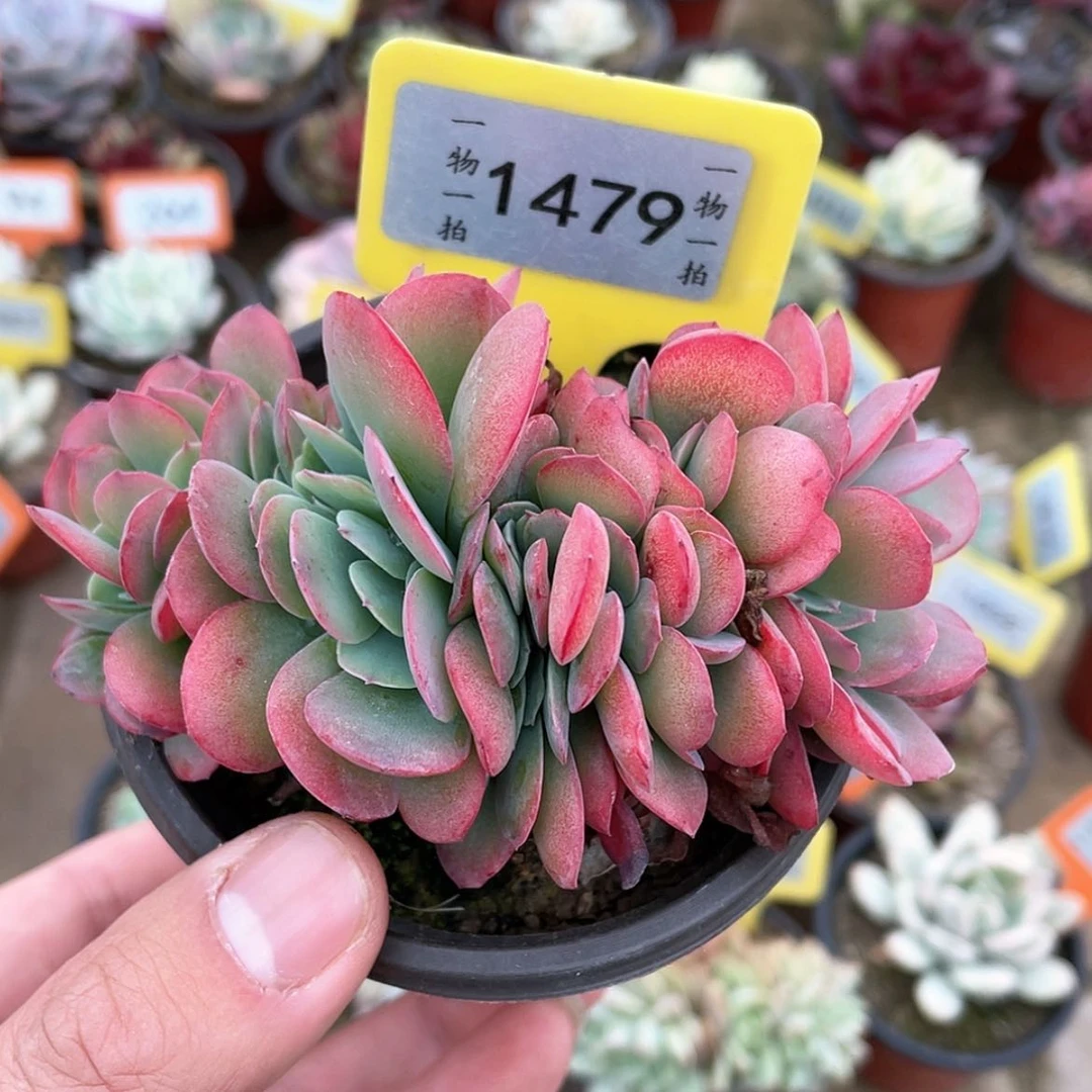 【闪购商品】1479号