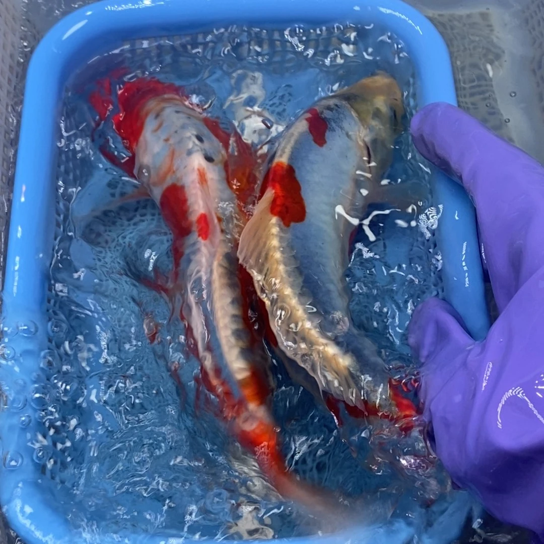 锦鲤冷水锦鲤包邮