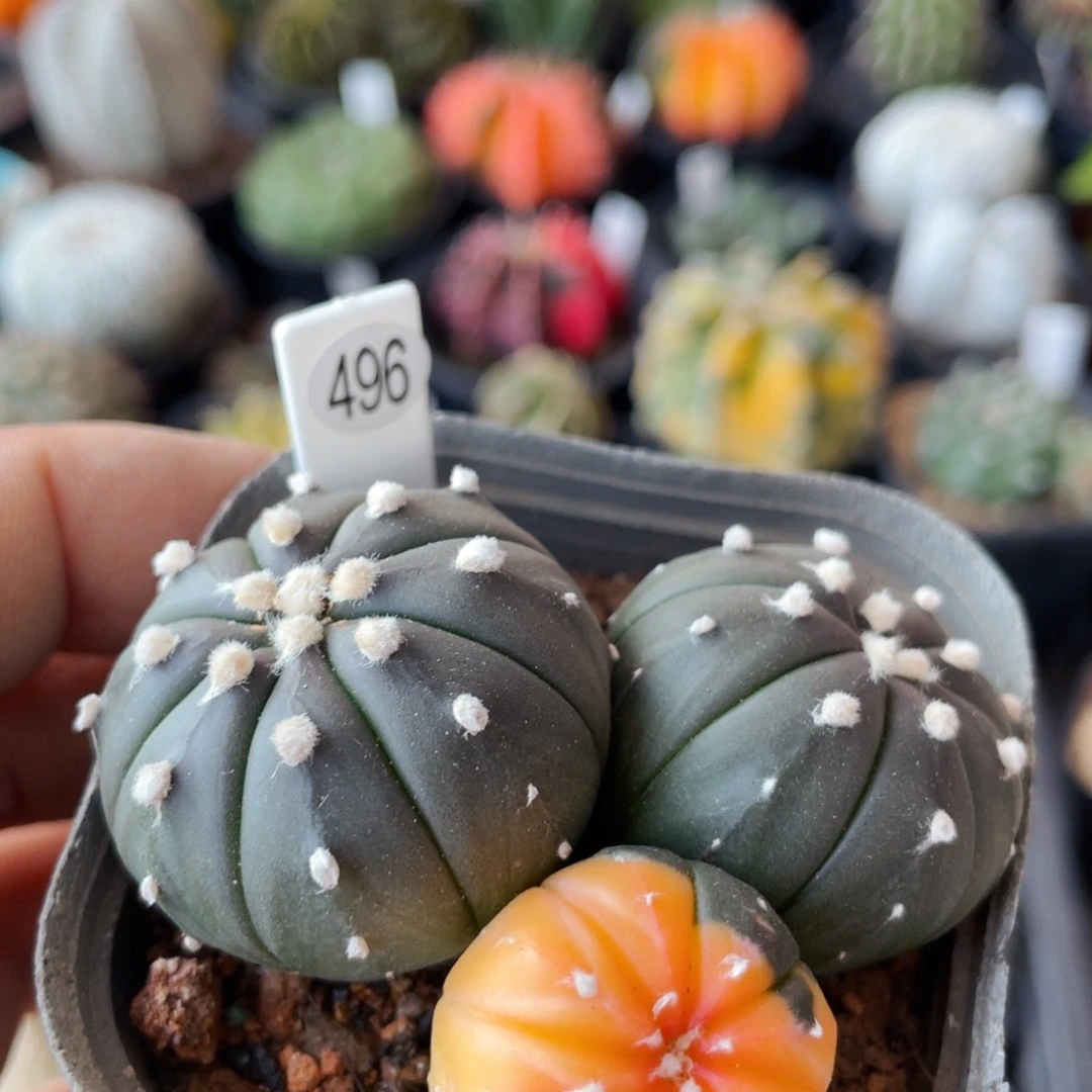 仙人球满28包邮盆口径5公分紫皮兜锦3头6.4公分