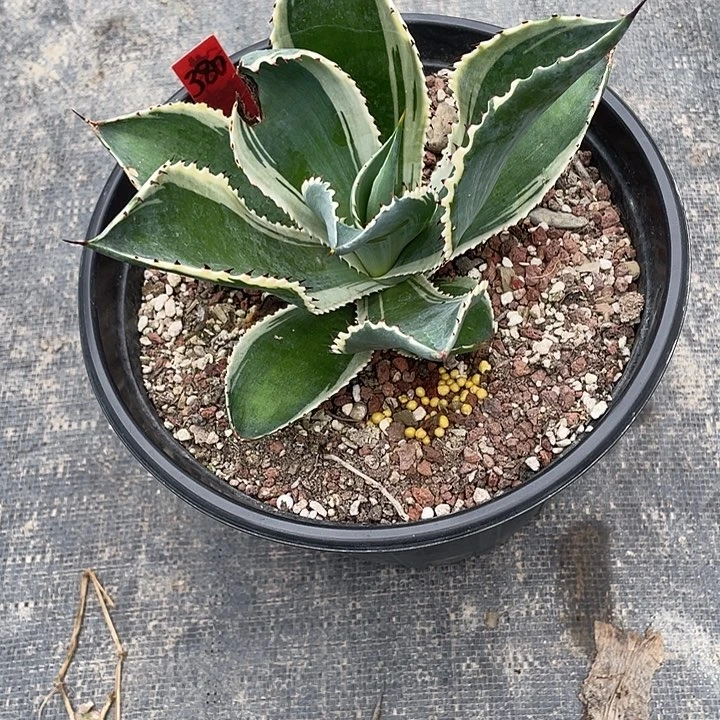 用***1无花朵龙舌兰4578