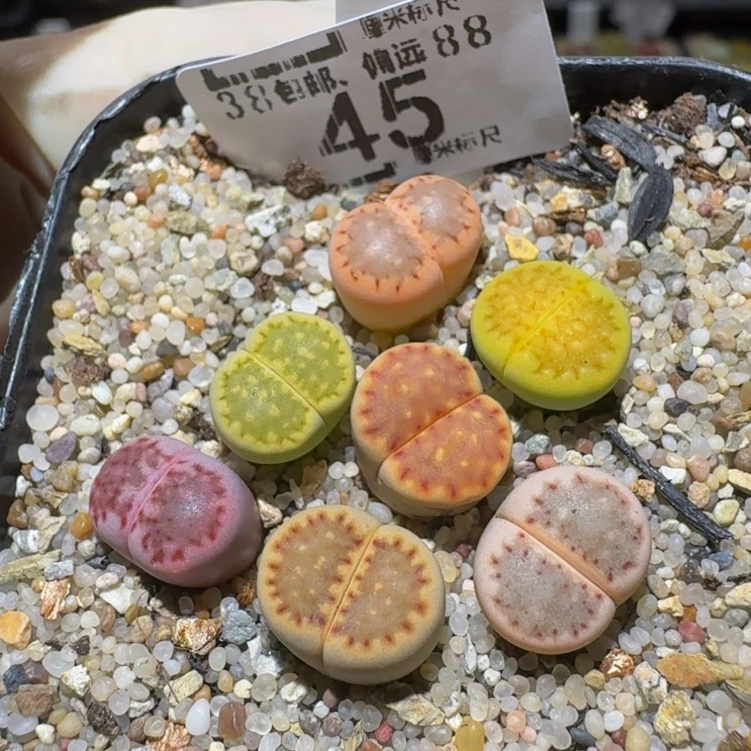 Ssss精品生石花45