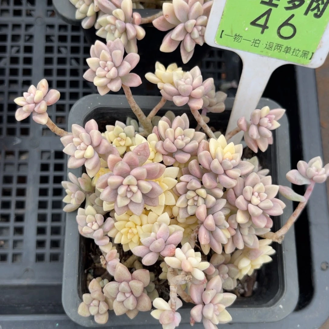 云尘多肉一物一拍46，