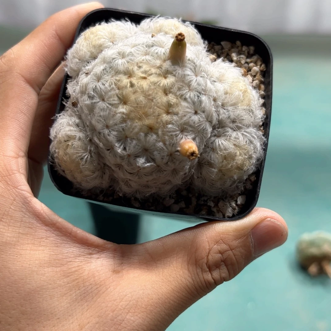 实生白星 脱土发货
