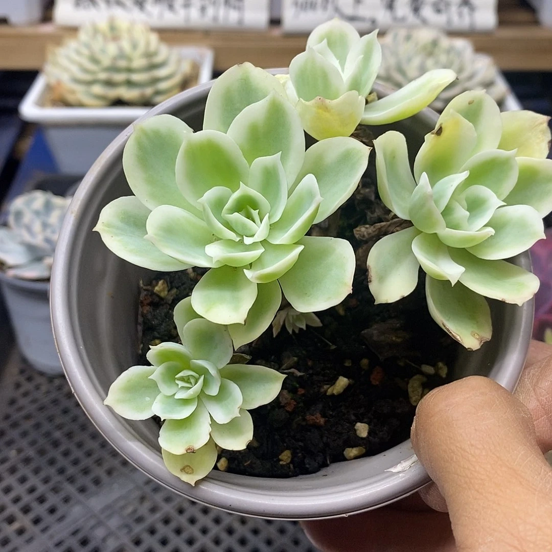 15 老桩柠檬玫瑰自然群