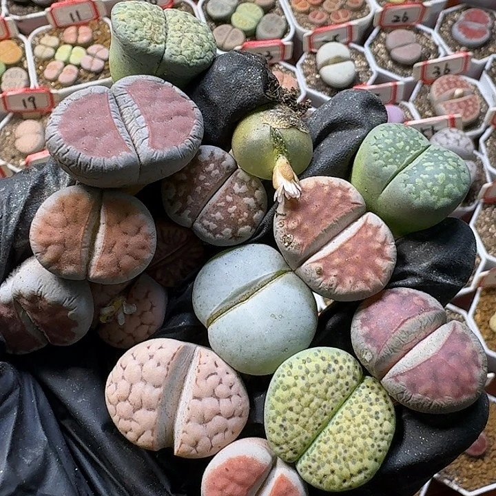 生石花111121。  222