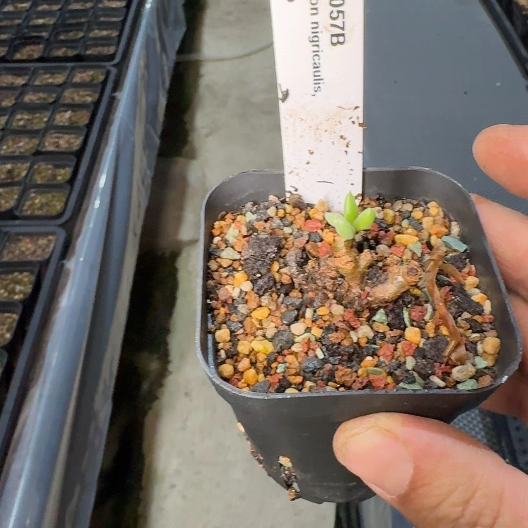 黑曼巴奇峰锦特价一个