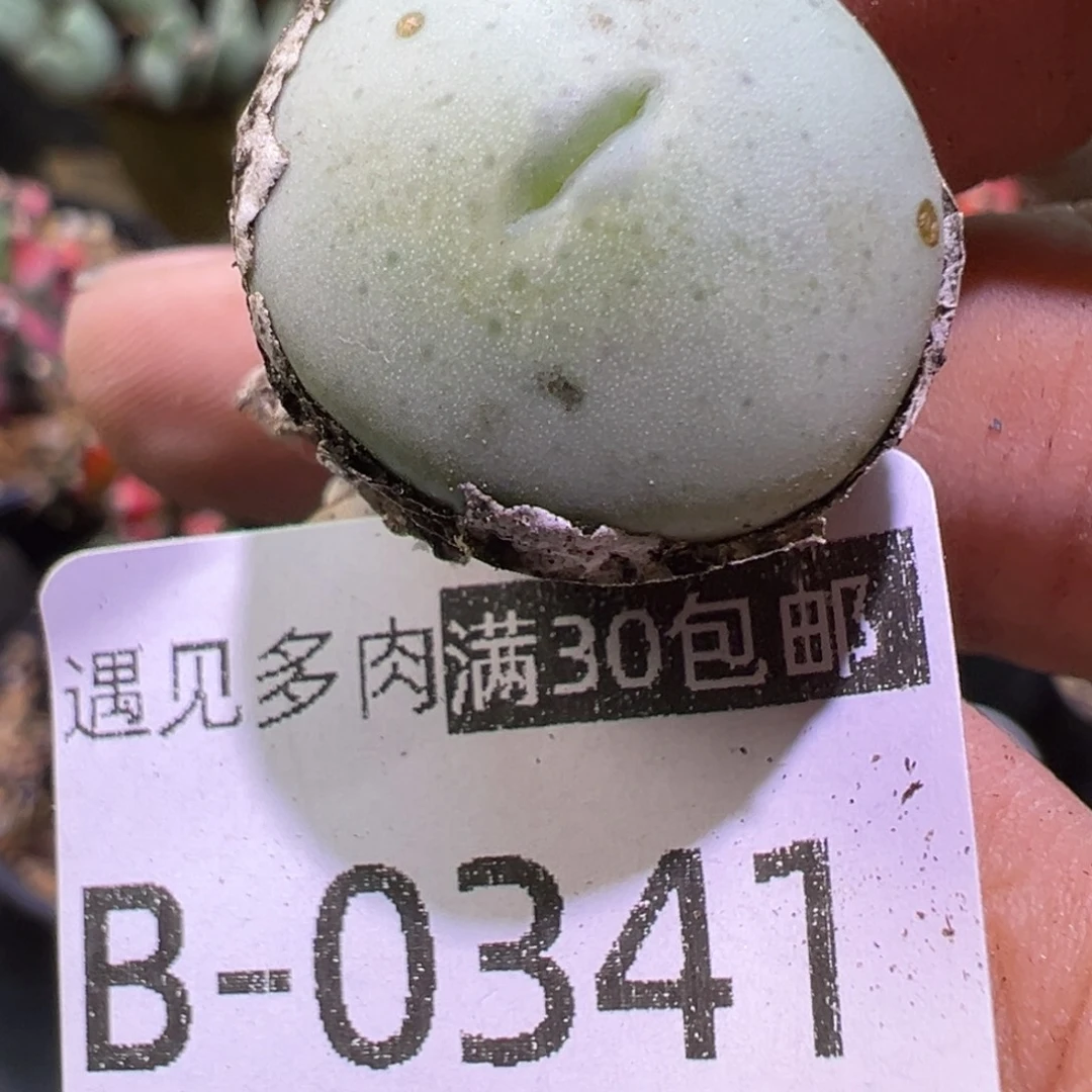 多肉植物111111111111