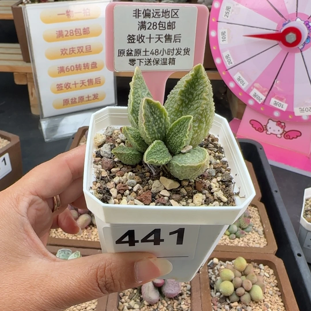 441绿皮多肉的植物