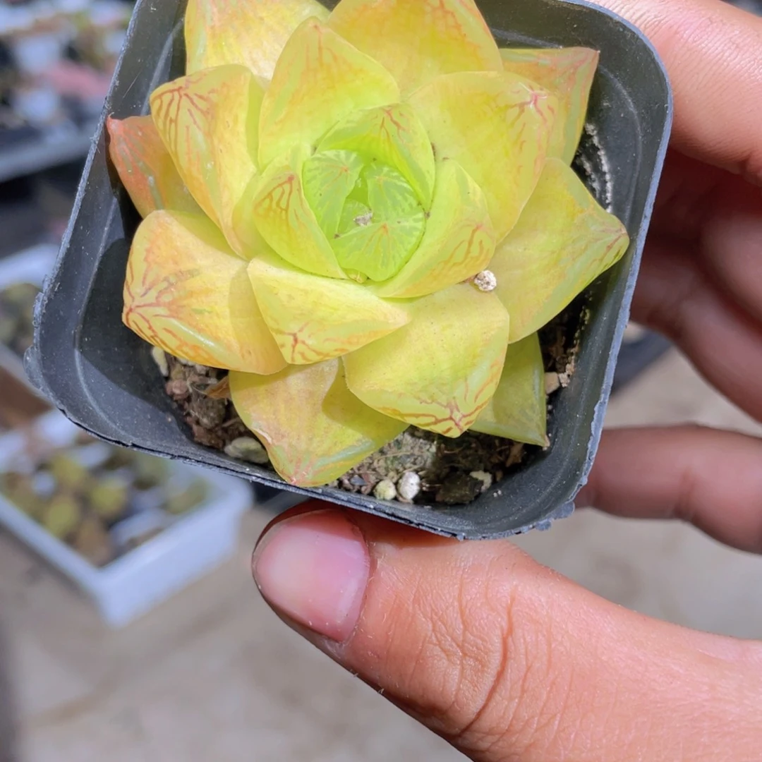 黄金玉露多肉9.9包邮发货