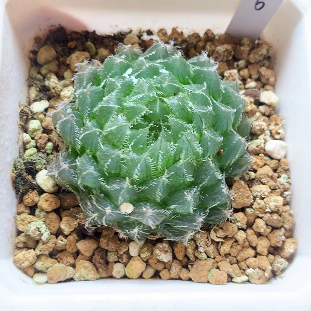 实生玉露原始种，6号，一物一拍