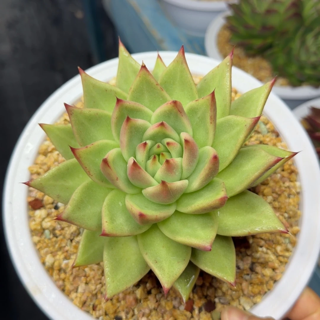 东云杂，38包邮一物一拍