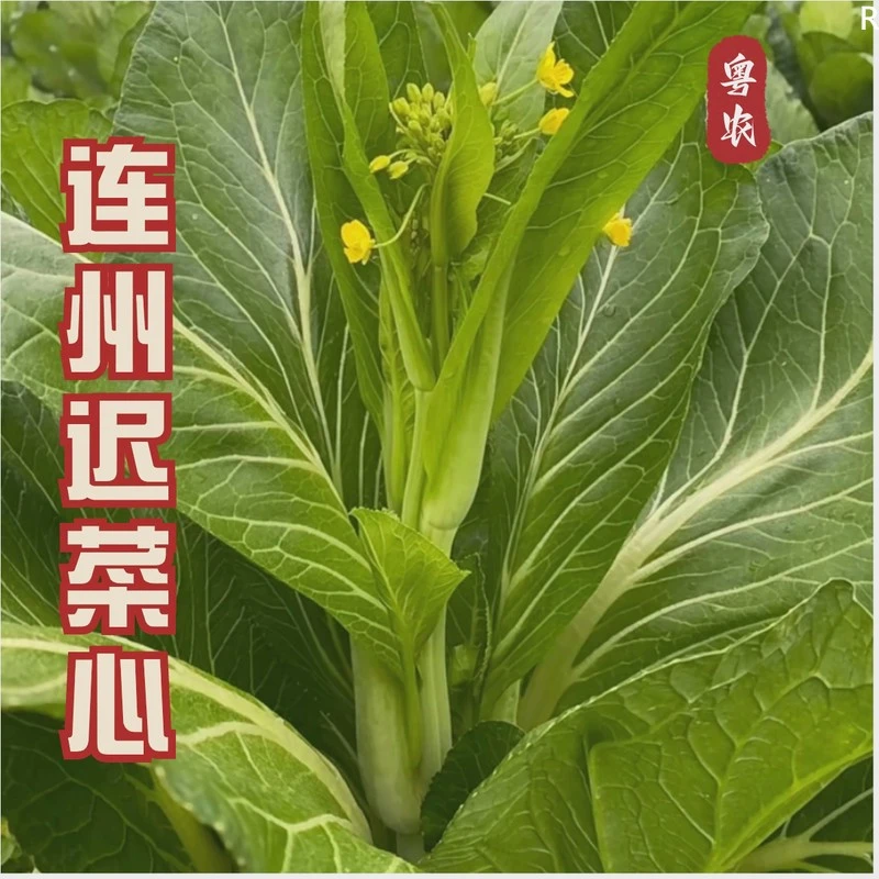 连州菜心种子菜苔种籽四季蔬菜甜嫩迟花菜心南方春季菜心种孑大全