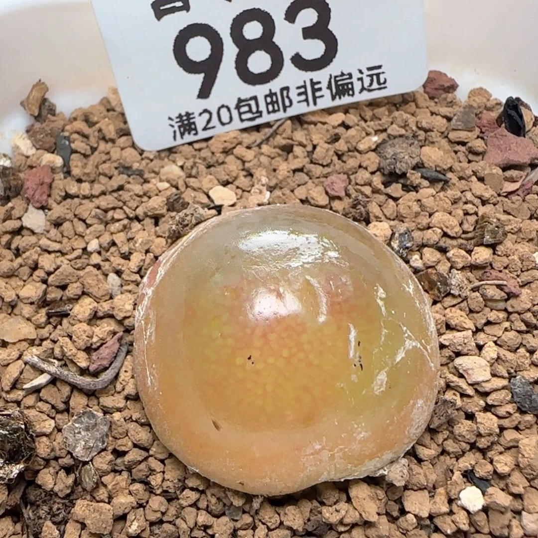 带盆土发货2.6➕灯泡。
