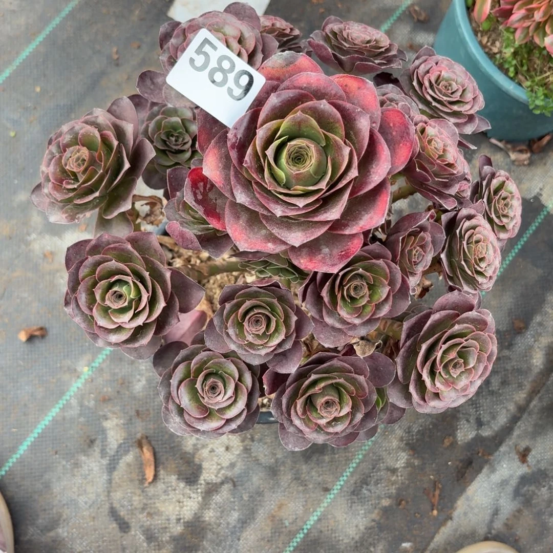 589魅金玫瑰多肉植物福利