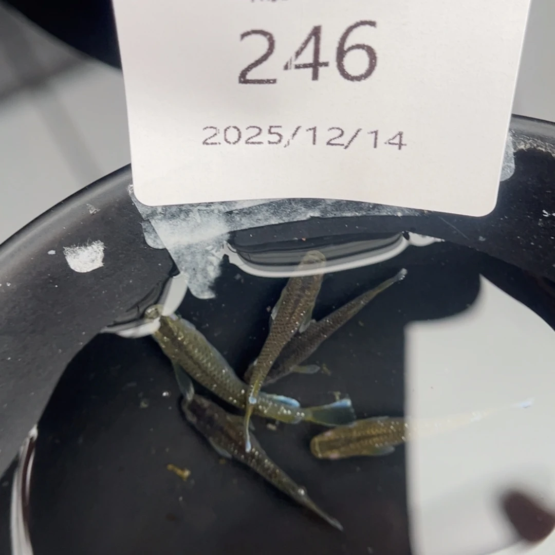 青鳉鱼246奶酪五尾