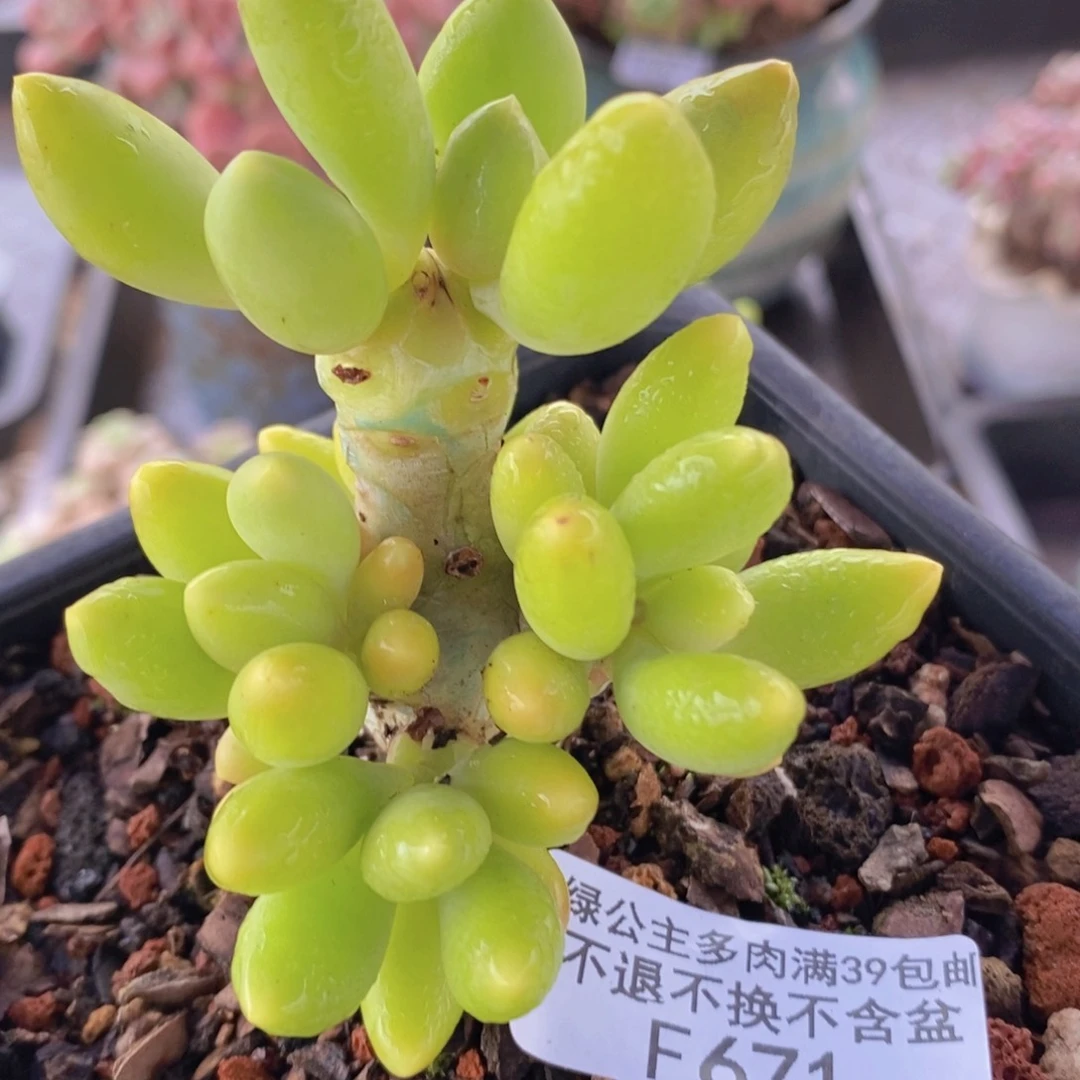 芒果奶老桩7cm671多肉植物