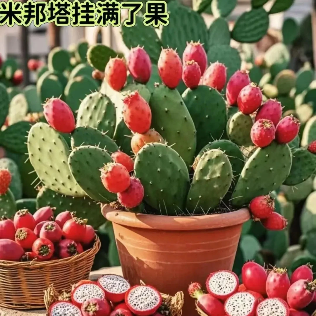食用结果仙人掌宝塔黄大刺米邦塔仙人掌火龙果红花仙人掌大果树苗