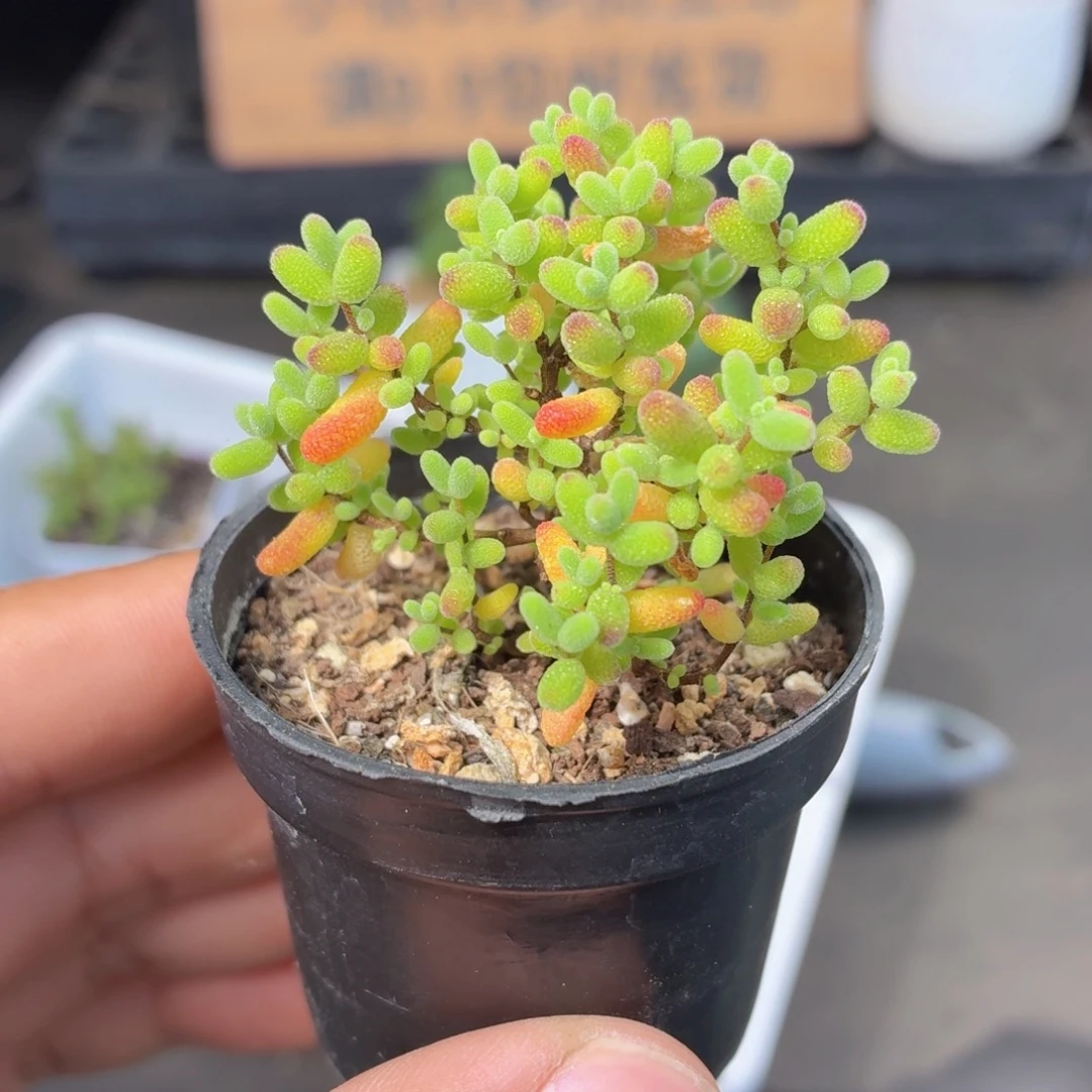 金桔糖球多肉9.9包邮发货