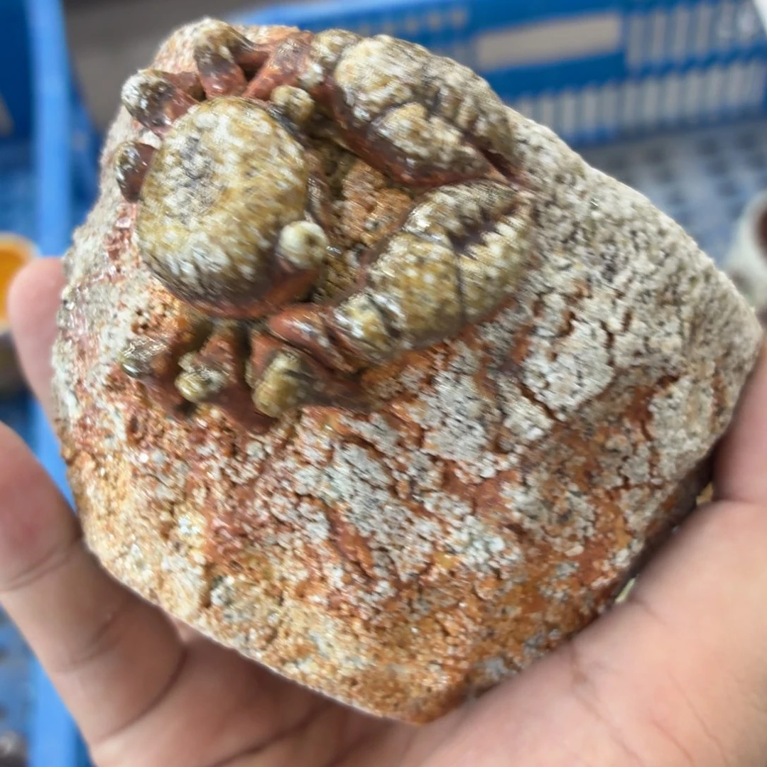 陶园柴烧，精品高货473