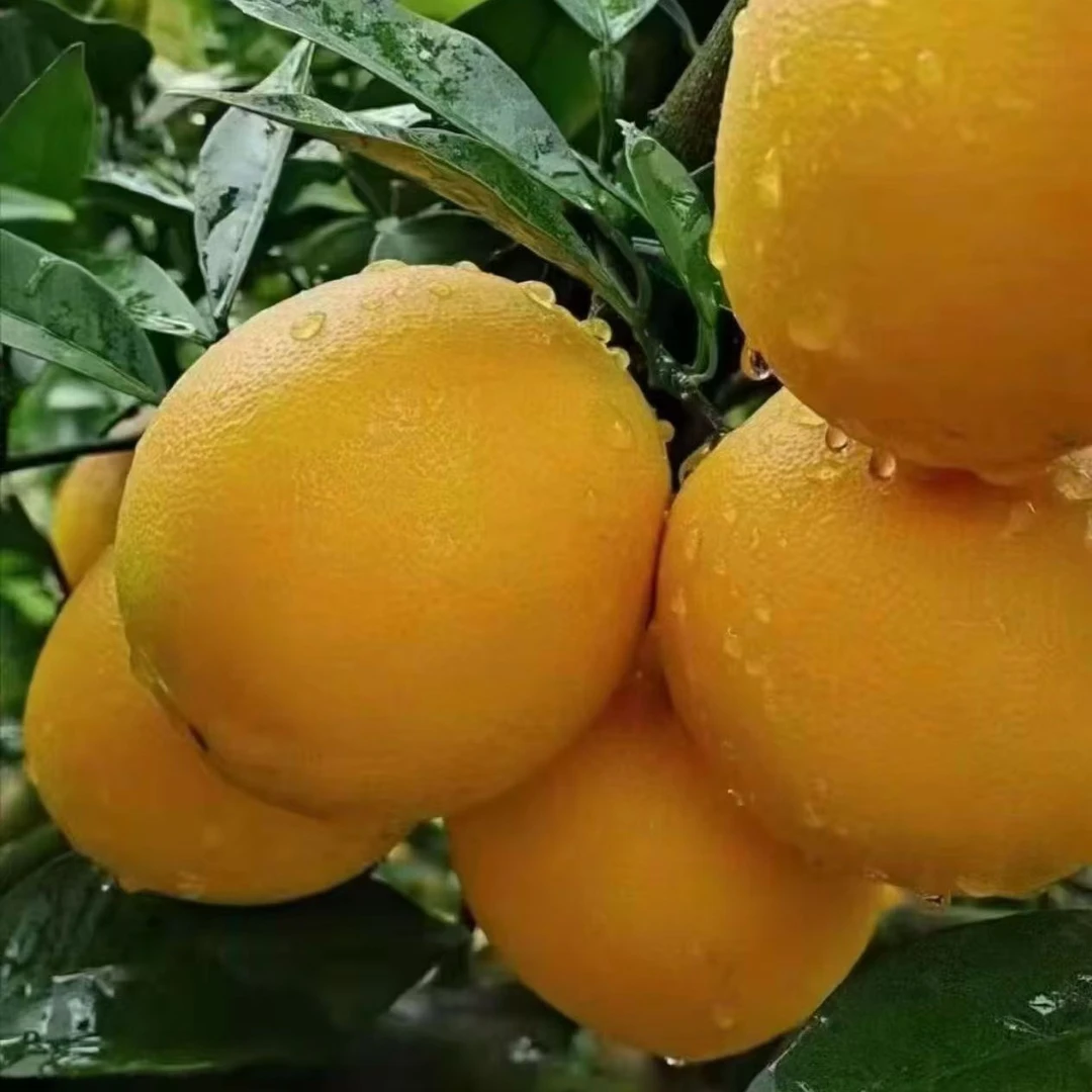正宗江西赣南脐橙安远核心产区新鲜应季水果原汁原味产地直发