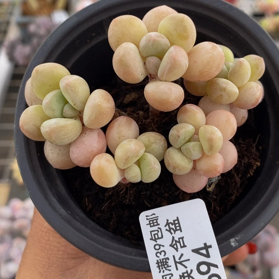 萤火虫694/6cm福利