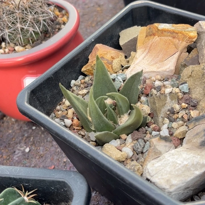 实生龙牙好养皮实